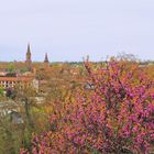 Vue printanière sur Montauban