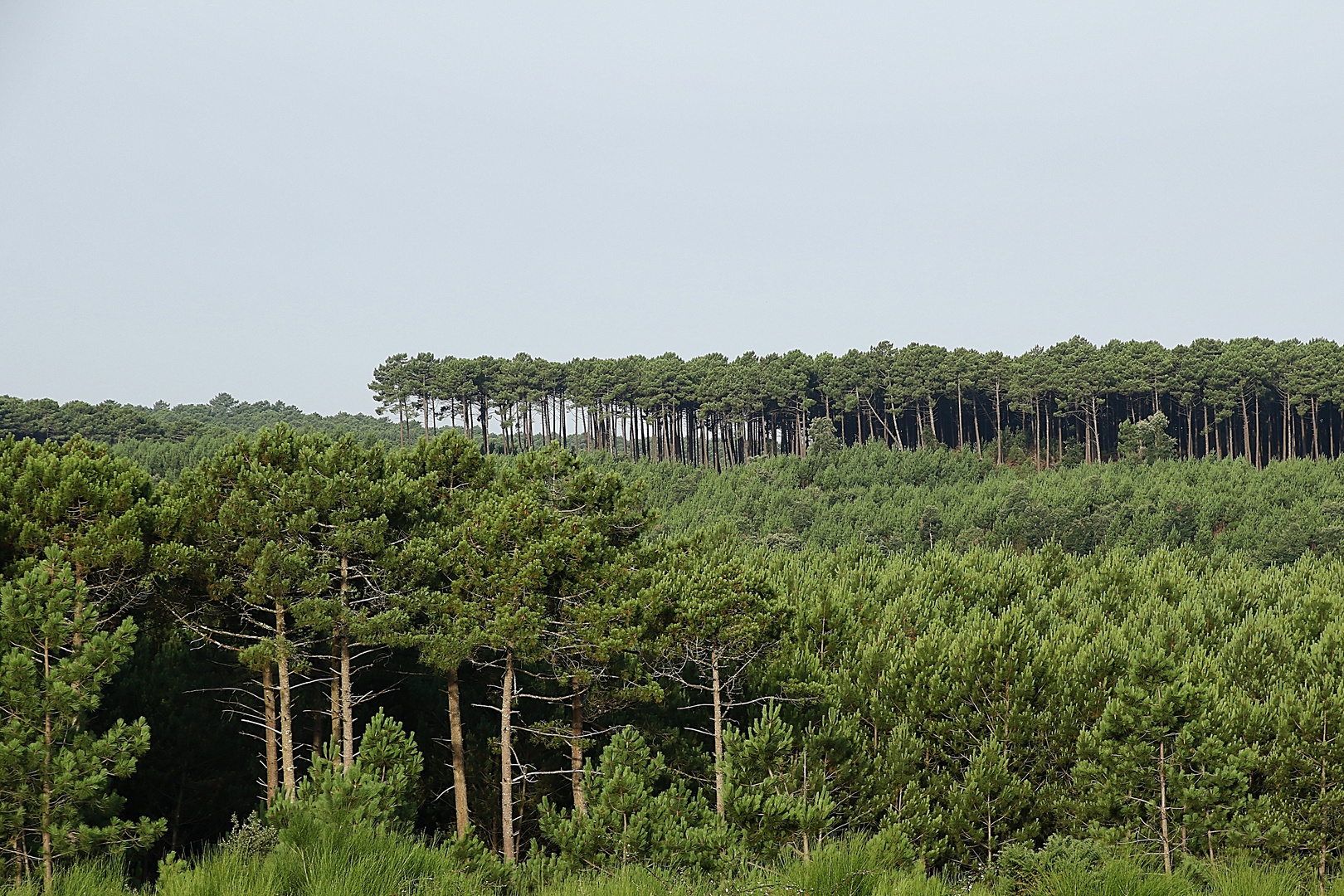 vue sur la forêt !