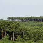 vue sur la forêt !