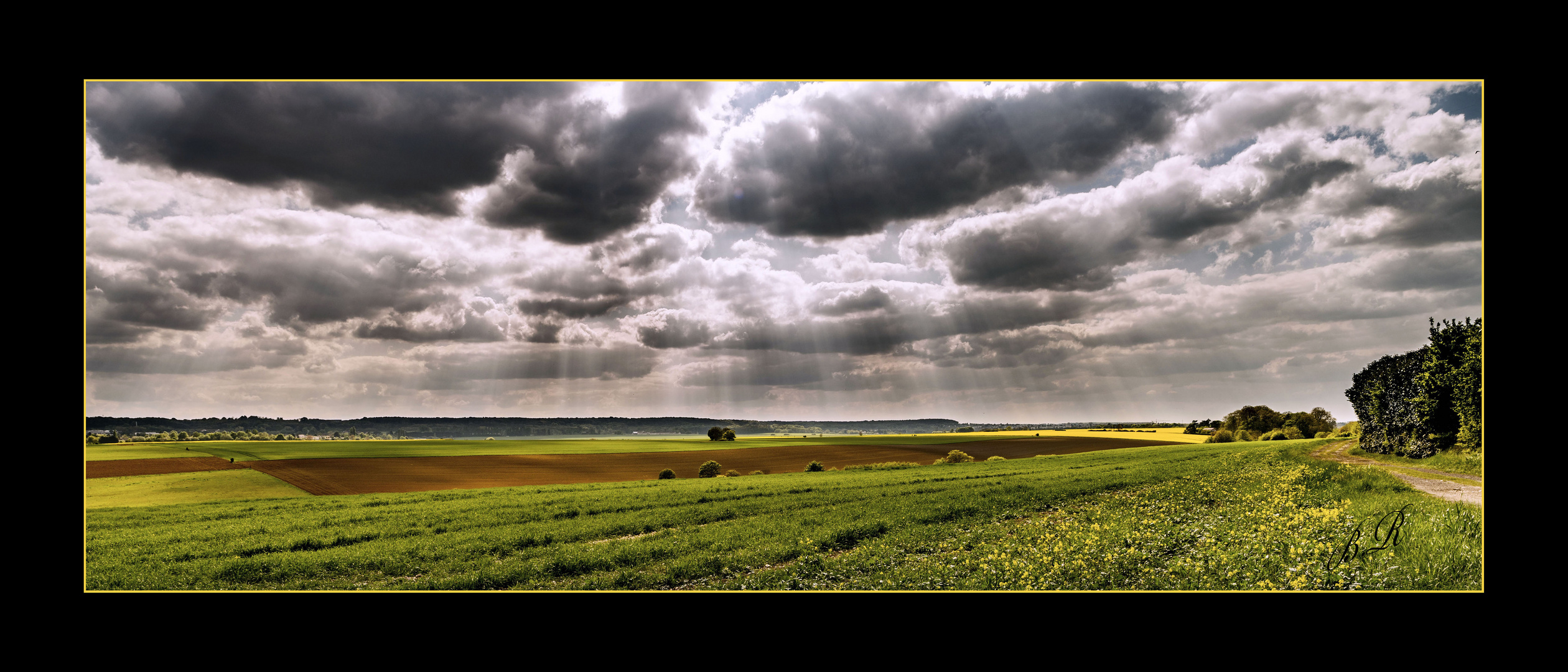 VUE SUR LE COLZA