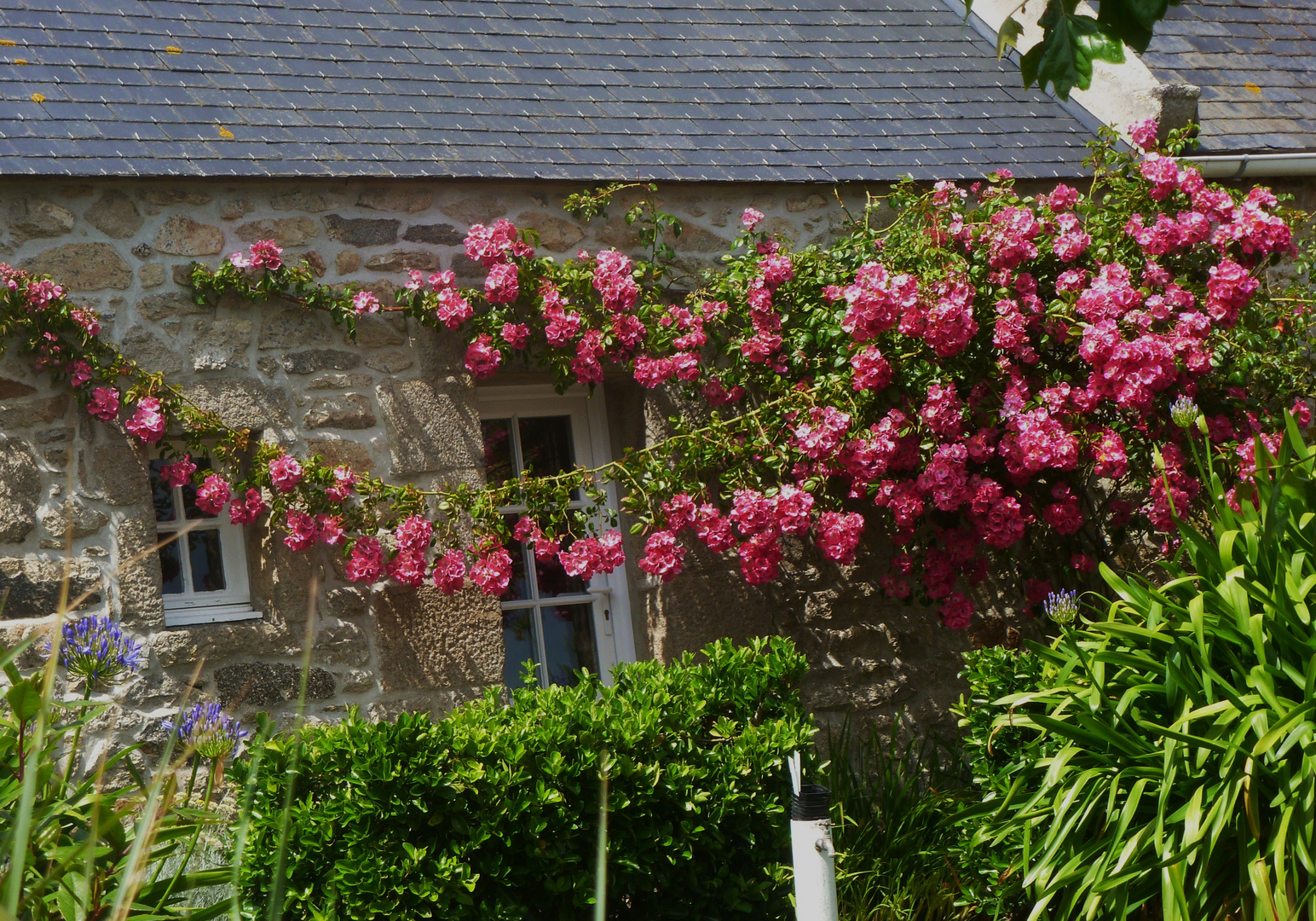 Vue sur le jardin à l'Ile de Batz en Bretagne