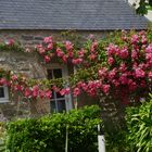 Vue sur le jardin à l'Ile de Batz en Bretagne