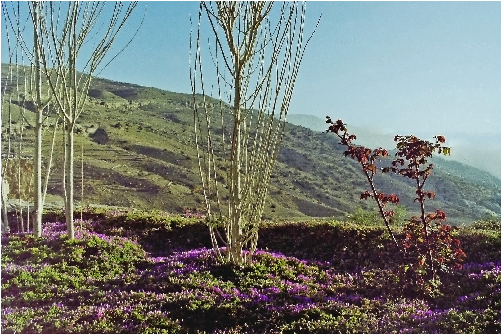 Vue sur les montagnes au printemps