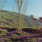 Vue sur les montagnes au printemps