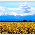 vue sur les pyrenees