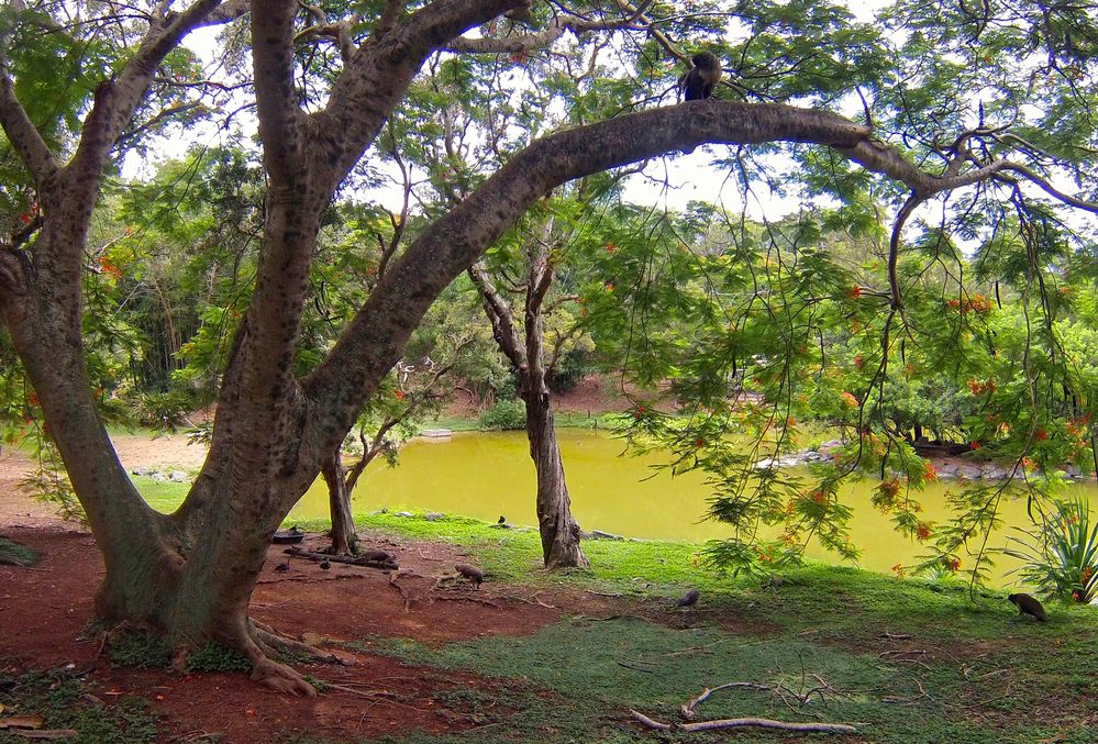 Vue sur un des lacs du parc zoologique et forestier M. Corbasson, Nouméa