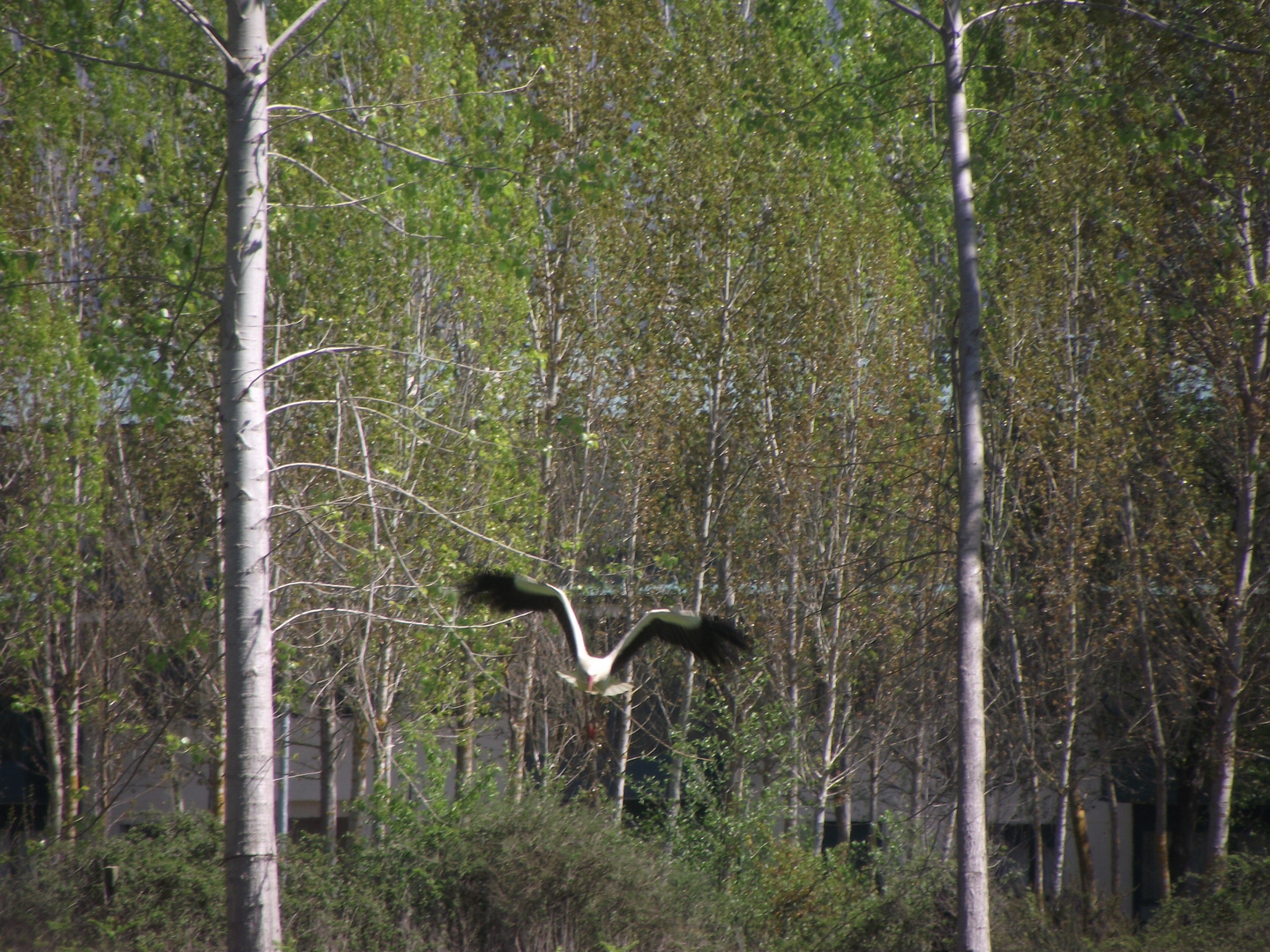 vuelo