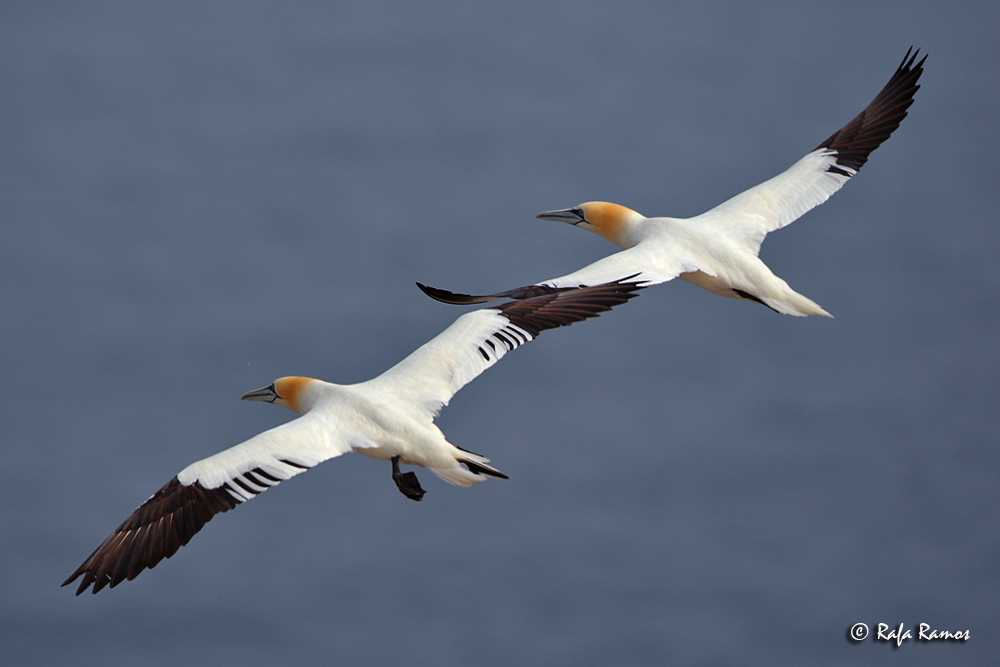 Vuelo a dos