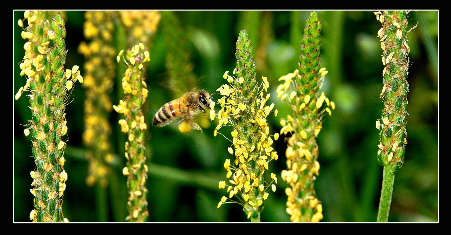 vuelo de abeja