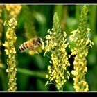 vuelo de abeja