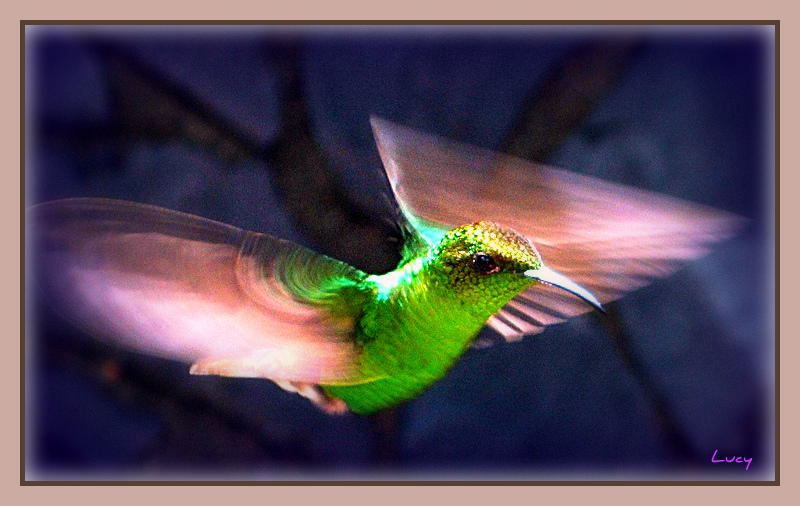 Vuelo de colibrí