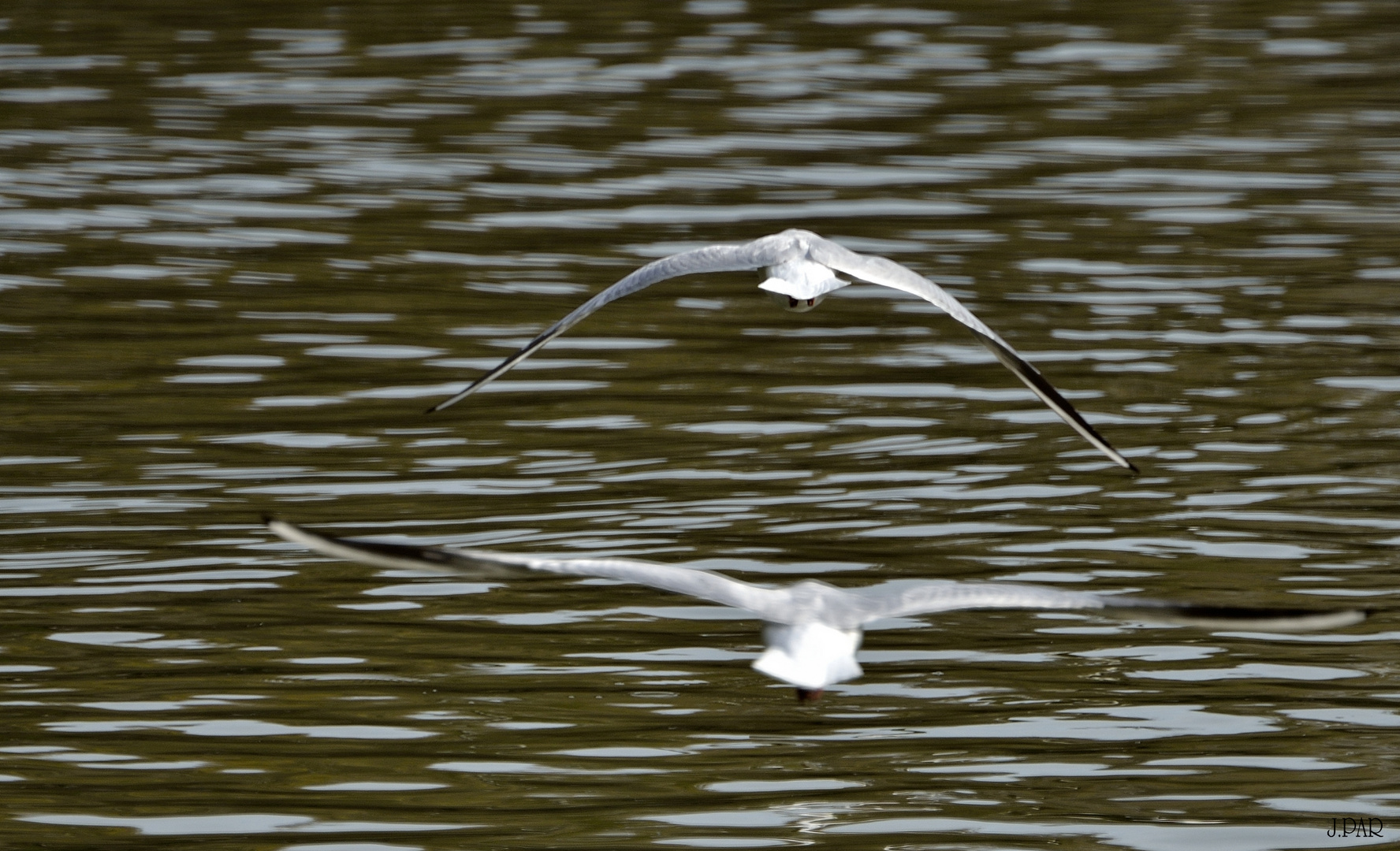 VUELO DE DOS