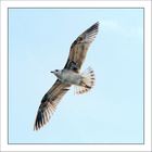 Vuelo de gaviota