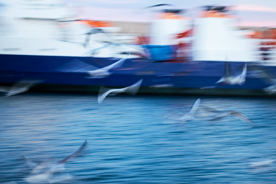 Vuelo de gaviotas