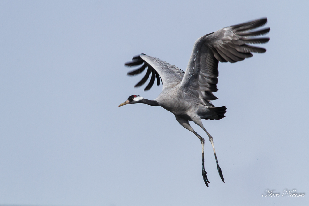 Vuelo de grulla-2