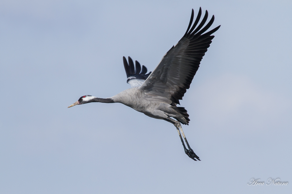 Vuelo de grulla - 3