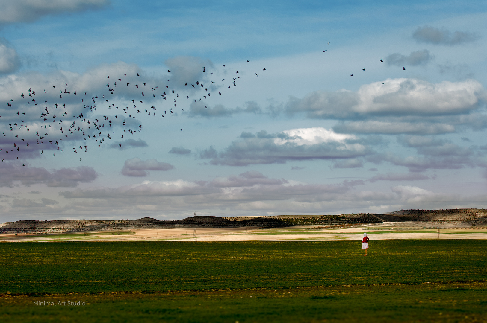 Vuelo de palomas