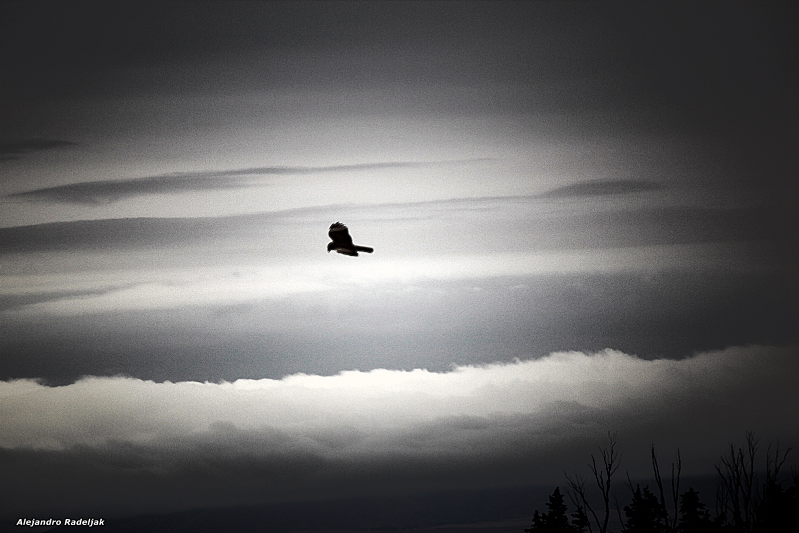 Vuelo de Tarde