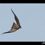 VUELO DEL PEREGRINO.