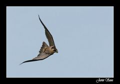 VUELO DEL PEREGRINO.