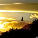 Vuelo dorados