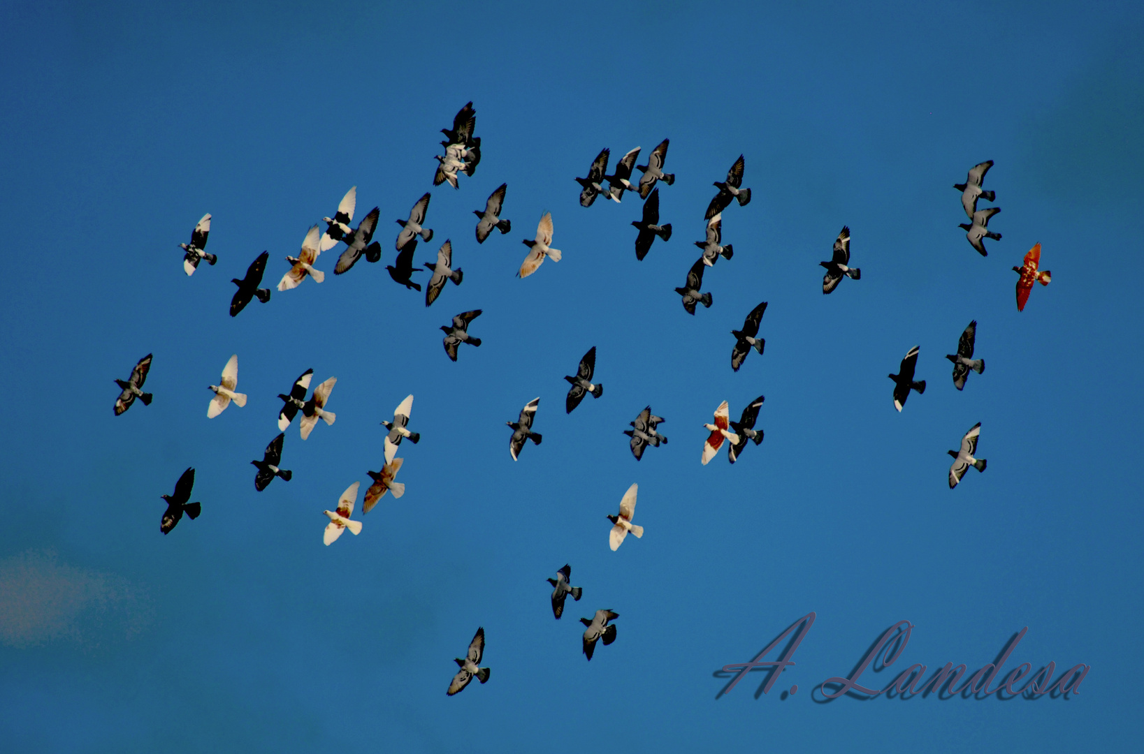 vuelo en escuadron