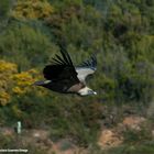 Vuelo en Los Alcornocales