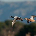 vuelo en pareja