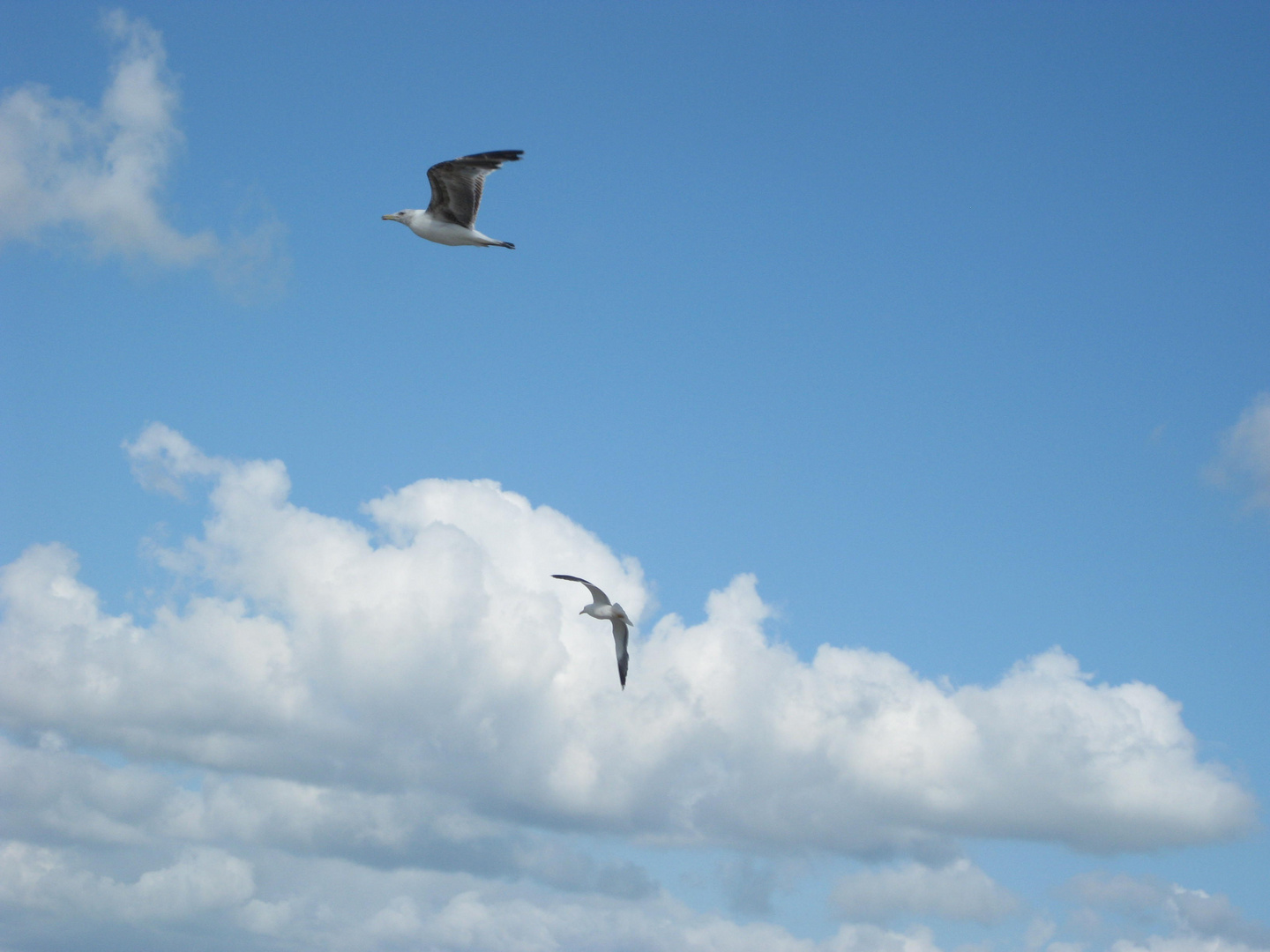 Vuelo libre