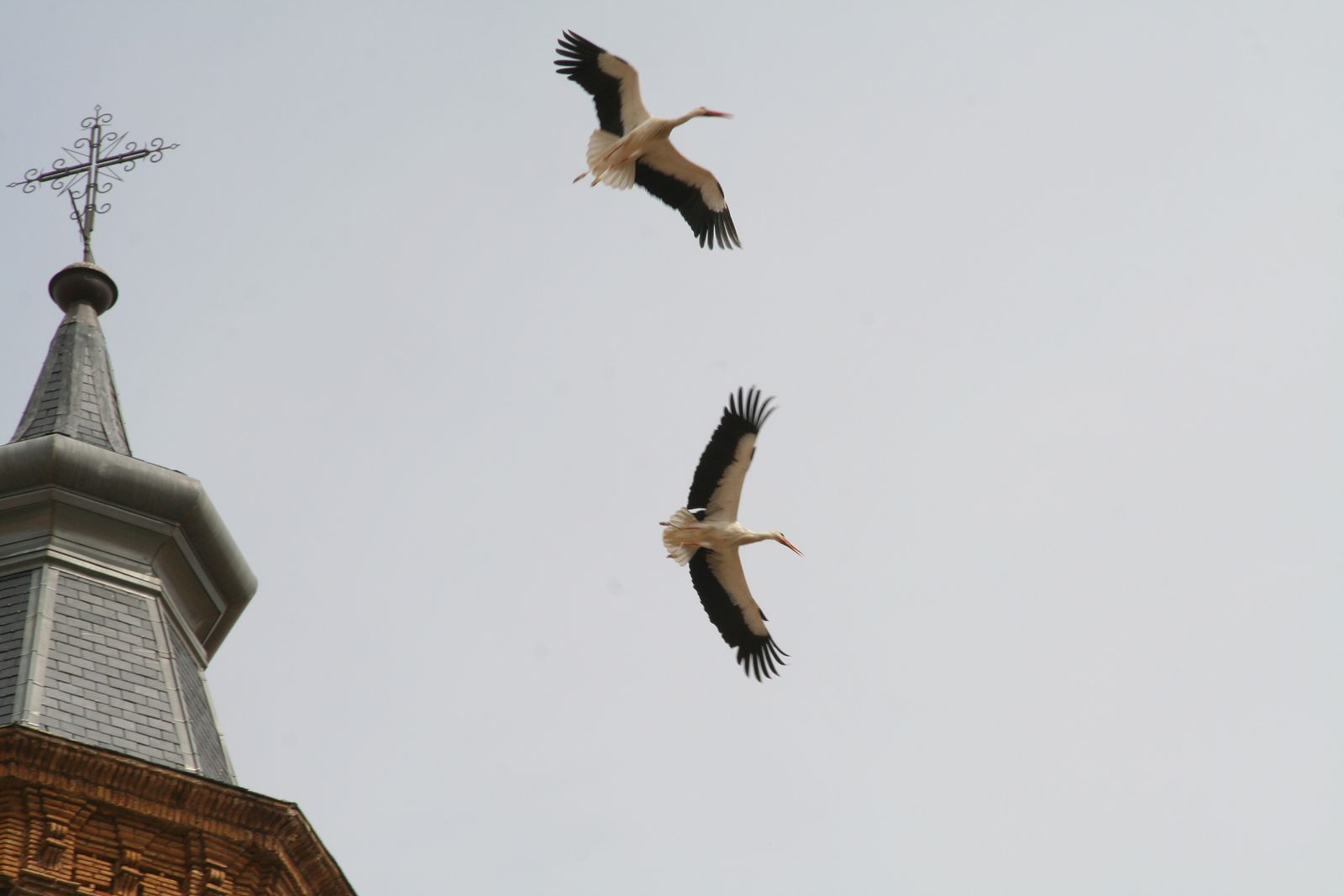 Vuelo majestuoso de dos cigüeñas encima de la Colegiata de San Miguel de Alfaro