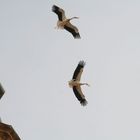 Vuelo majestuoso de dos cigüeñas encima de la Colegiata de San Miguel de Alfaro