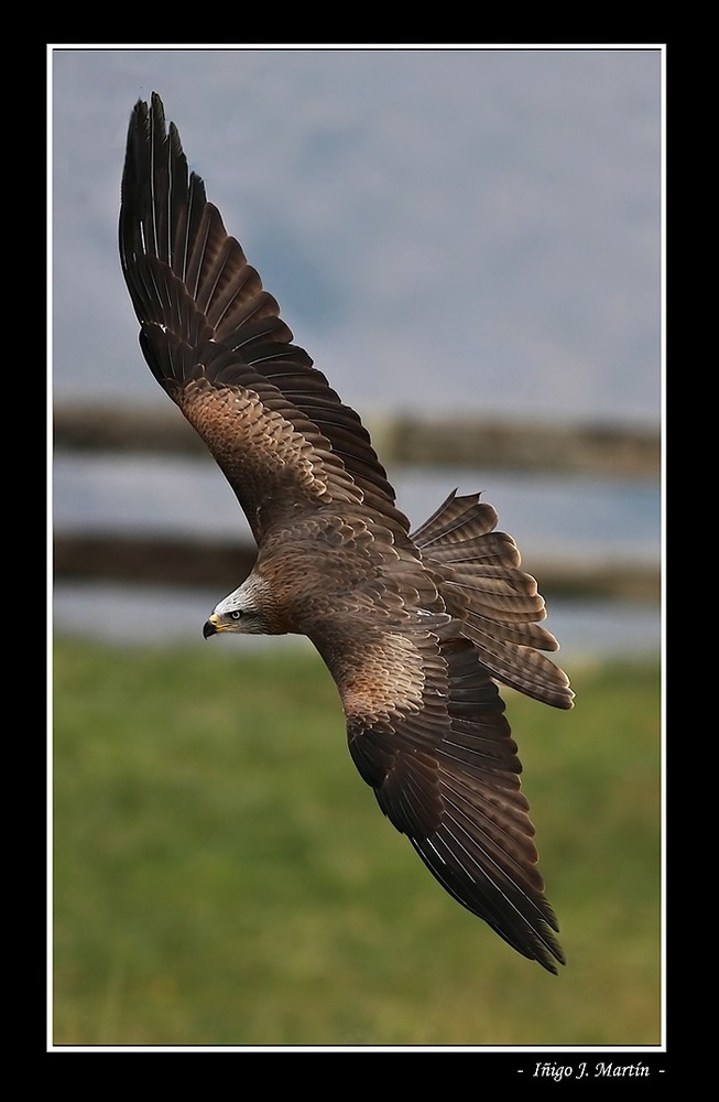 VUELO RASANTE