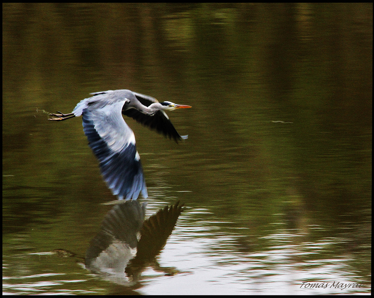 VUELO RASANTE