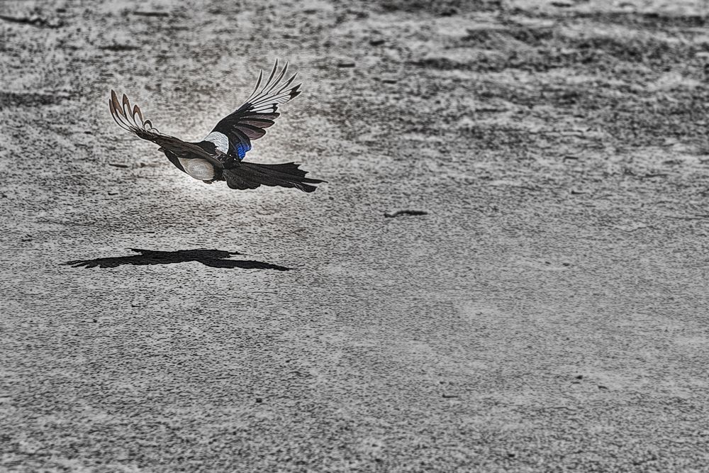 Vuelo rasante