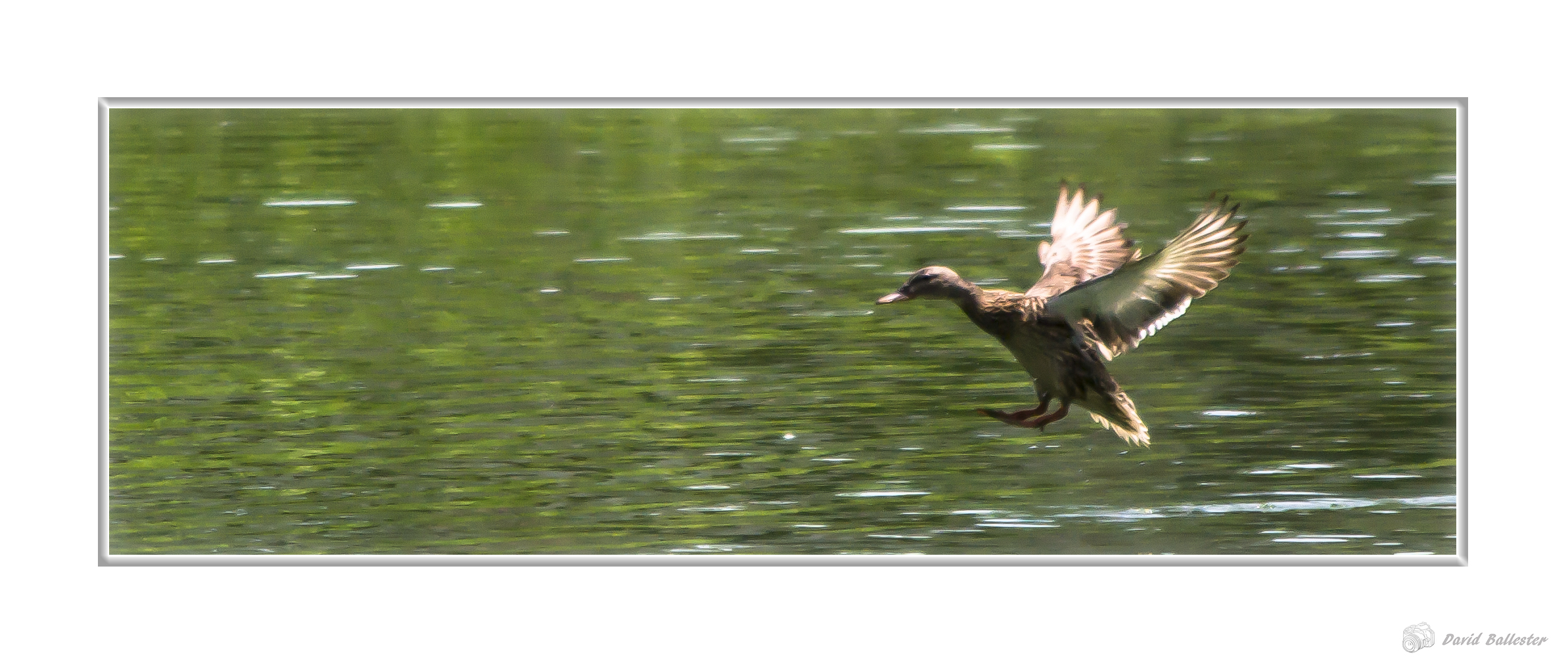 Vuelo sobre el lienzo