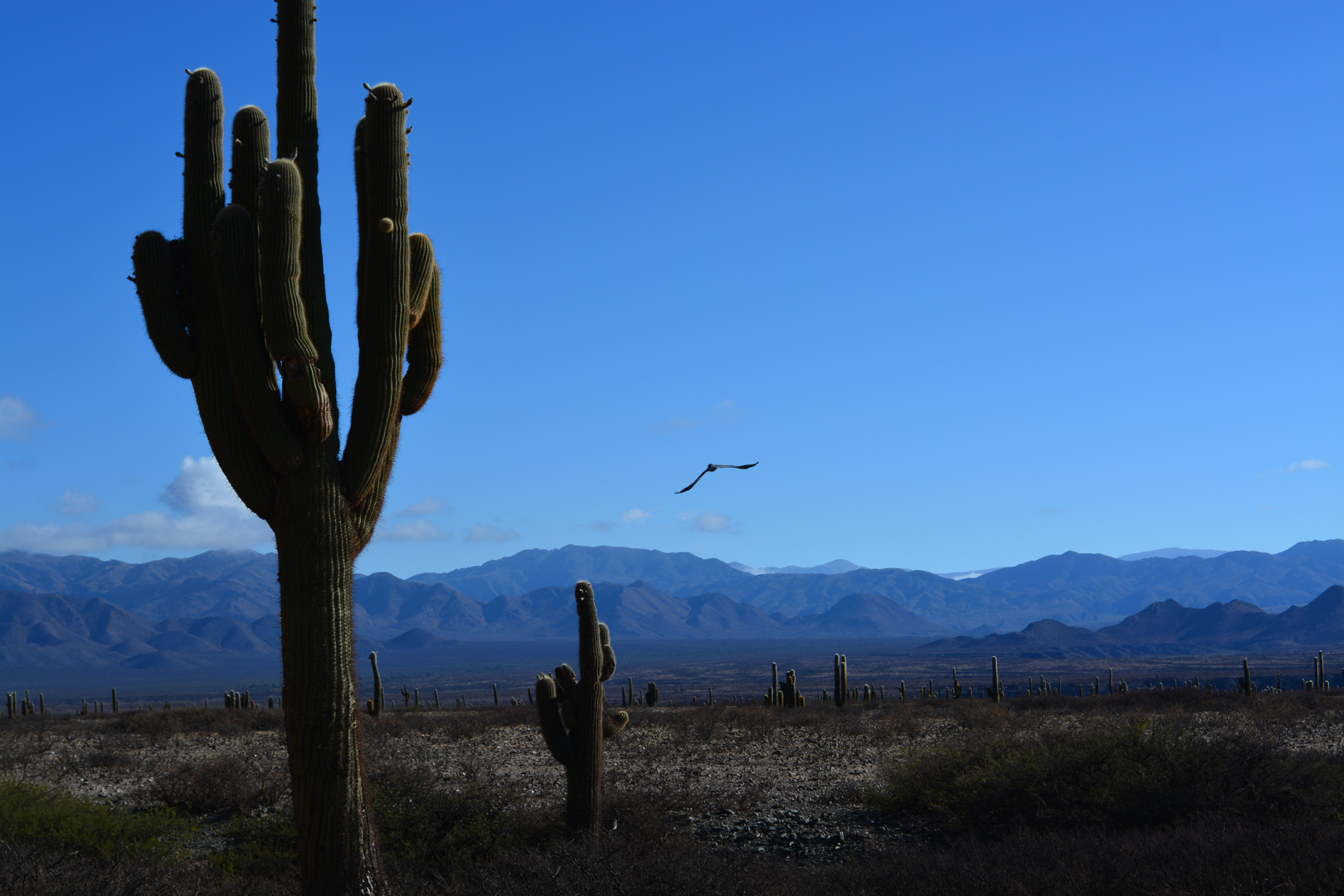 Vuelo y Cardonales