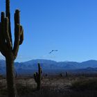 Vuelo y Cardonales