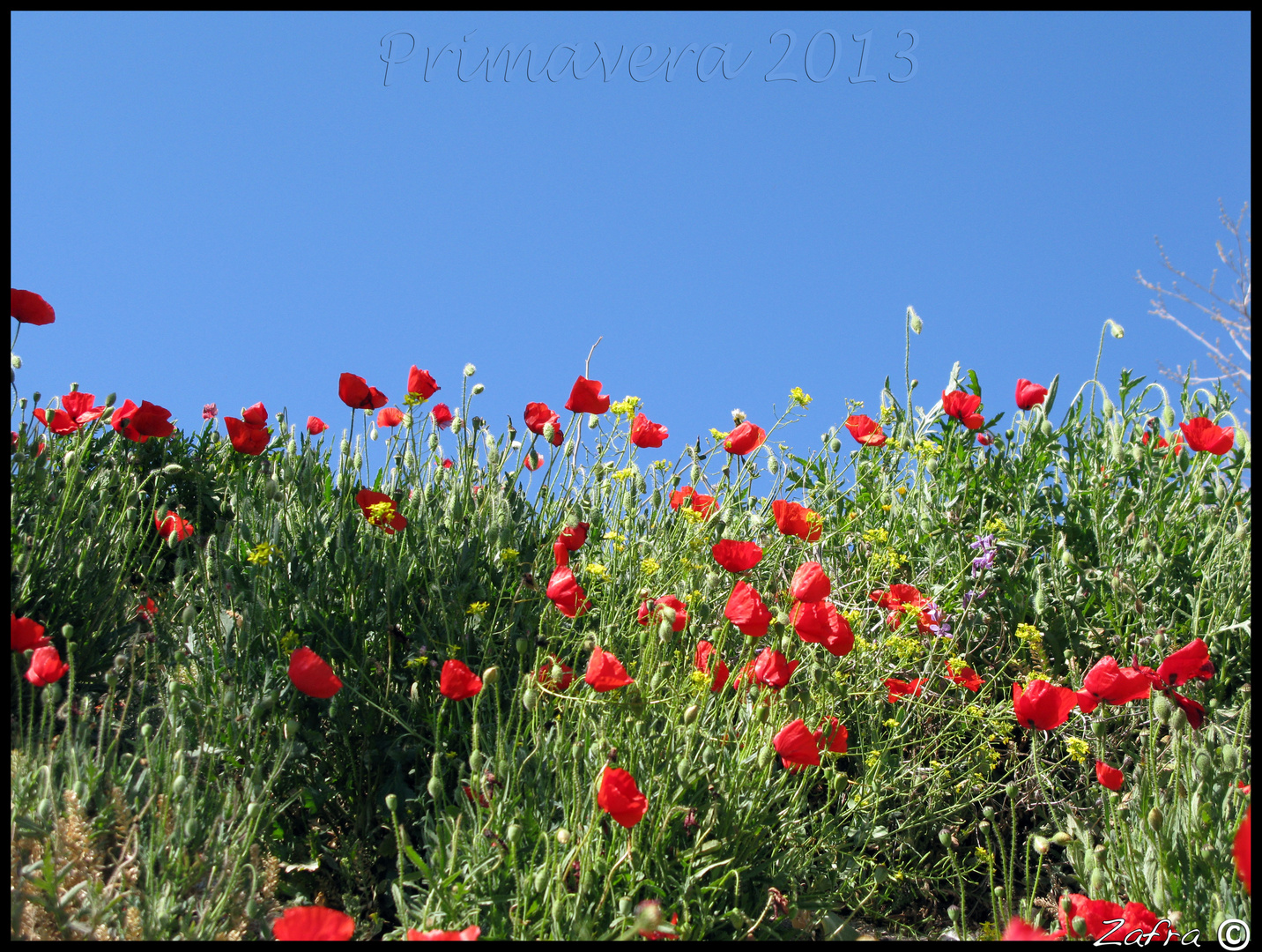 Vuelven las amapolas