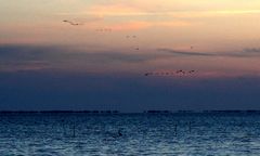 Vuelven los pájaros nocturnos que vuelan ciegos sobre el mar