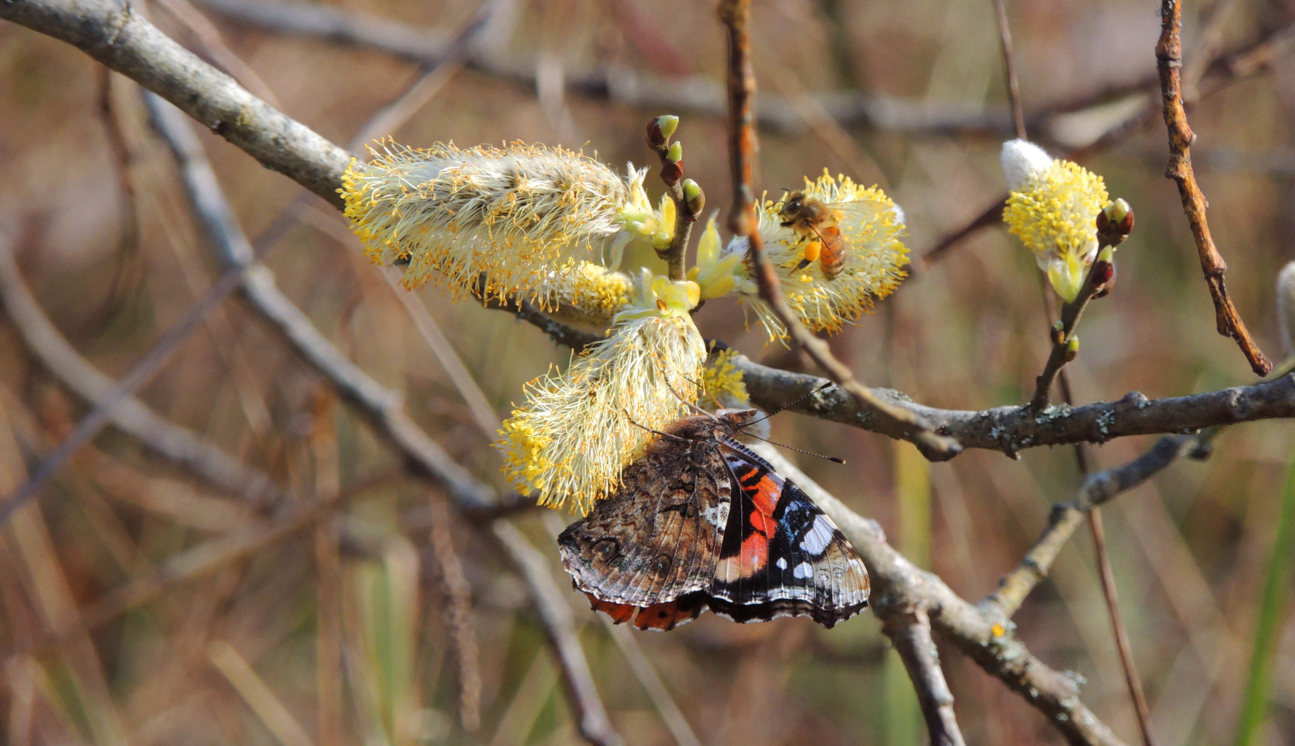 Vulcain et abeille méllifère