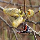 Vulcain et abeille méllifère