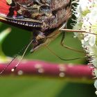 Vulcain (Vanessa atalanta)