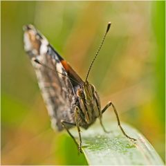 Vulcain (Vanessa atalanta)