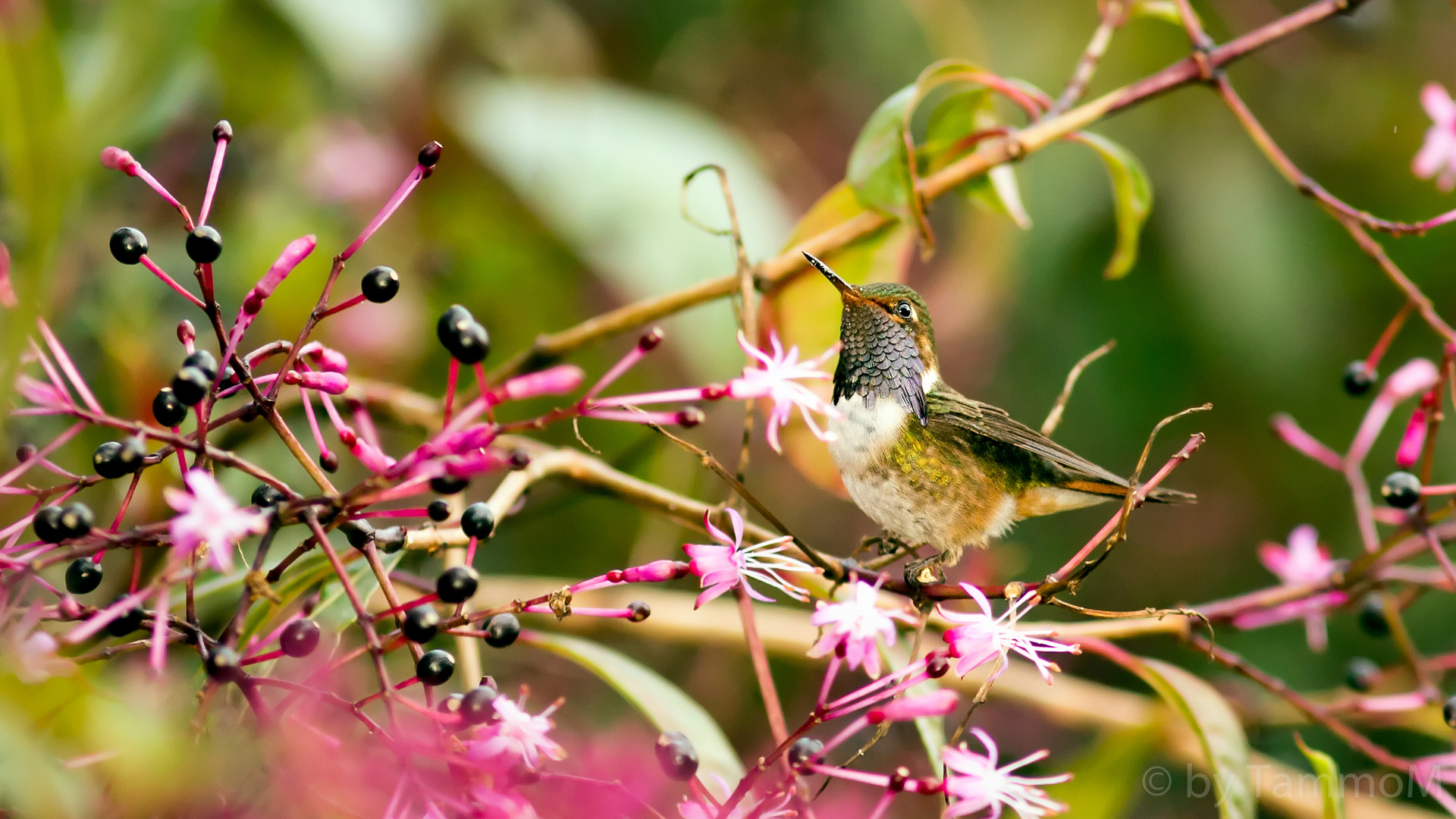 Vulcano Hummingbird