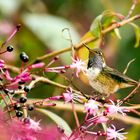 Vulcano Hummingbird