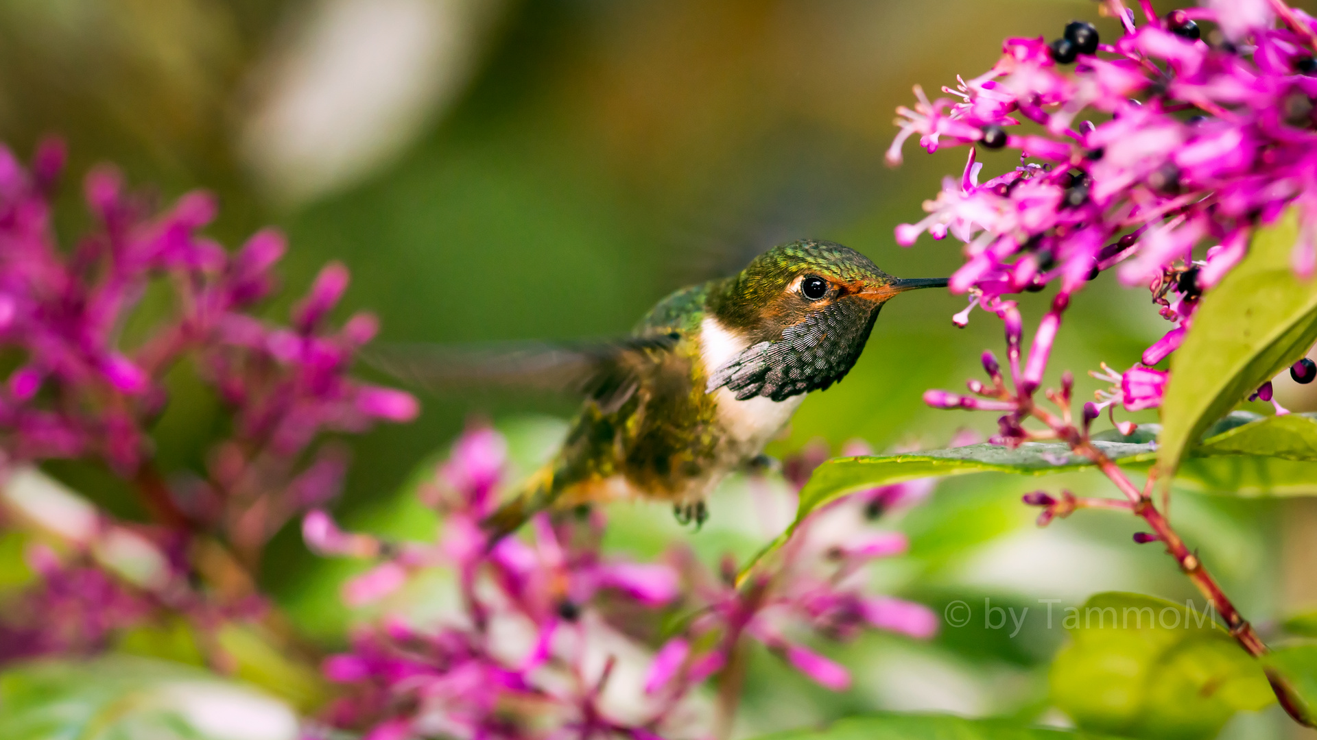 Vulcano Hummingbird II