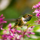 Vulcano Hummingbird II