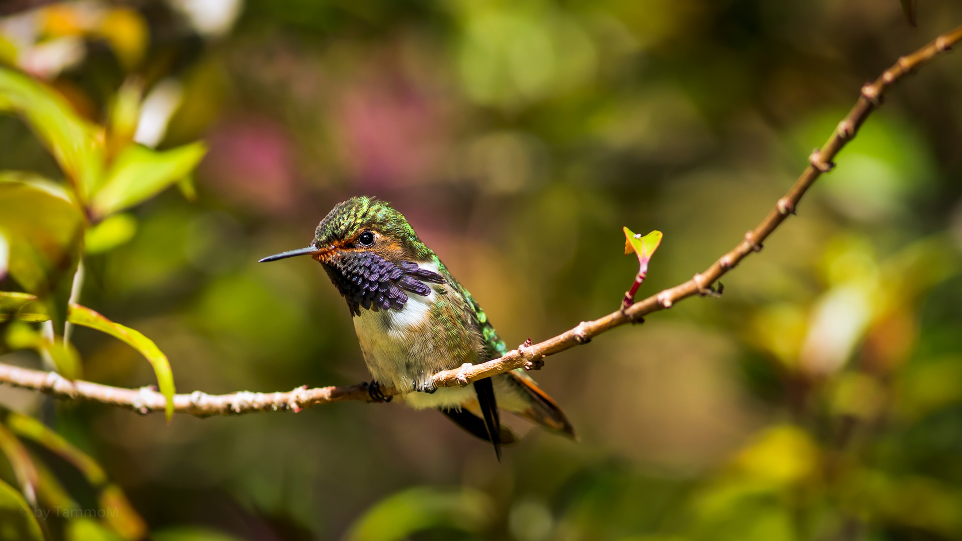 Vulcano Hummingbird III