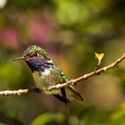 Vulcano Hummingbird III