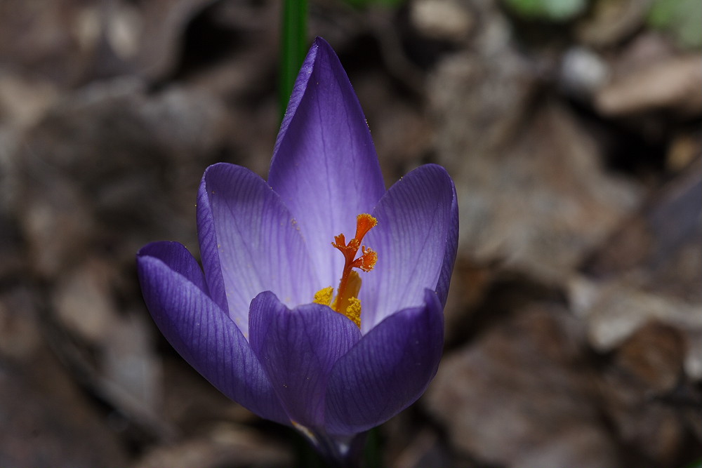 Vulcano in un fiore....